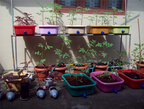 Hydroponics